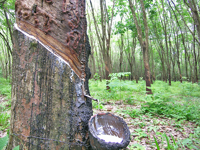 plantations à Ko Yao Noi en Thailande