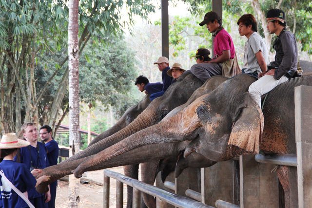 Les éléphants et le tourisme en Thaïlande