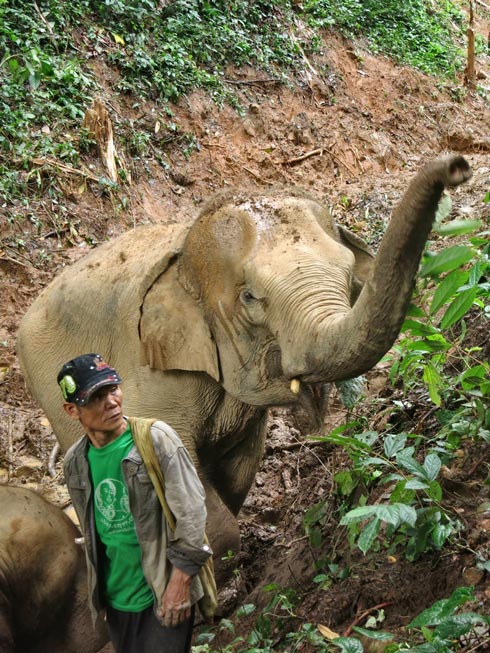 La condition des éléphants en Thaïlande