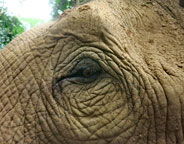 La condition des éléphants en Thaïlande