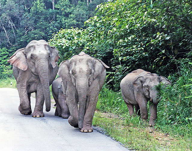 isan Thailande