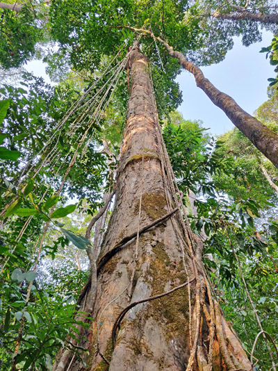 arbre Thailande