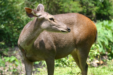 biche Thailande