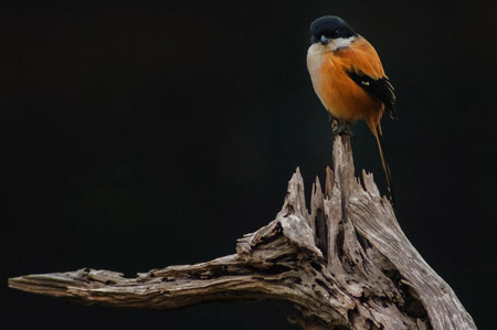 oiseau Thailande