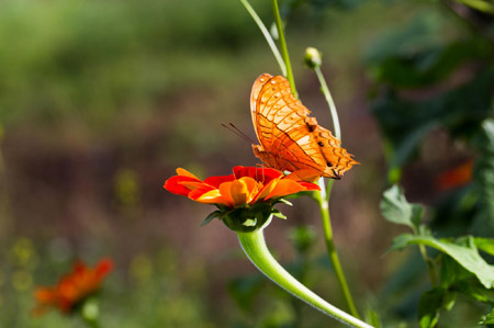 papillon Thailande