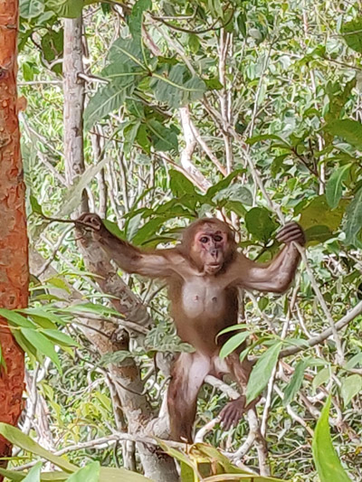singe Thailande