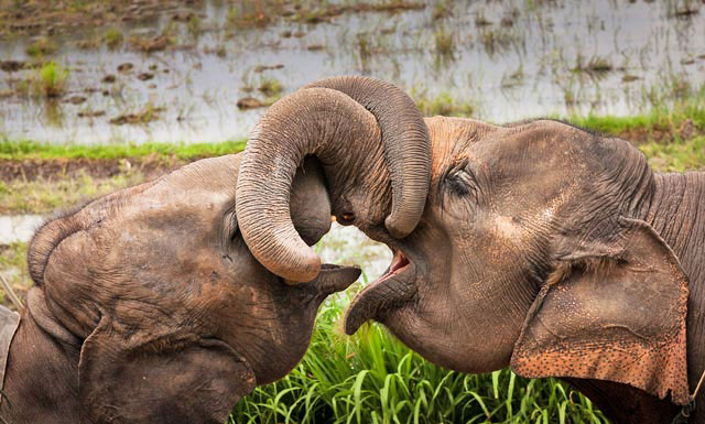 elephants Thailande