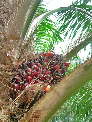 plantations huile de palme sur la côte de Krabi en Thailande