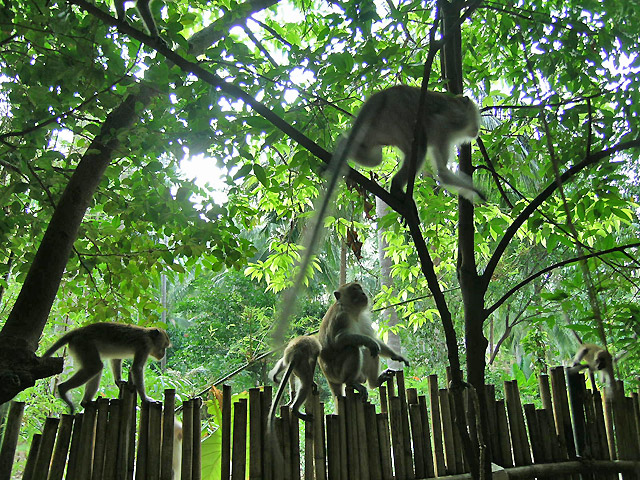 singes à Railay sur la côte d'Andaman en Thailande