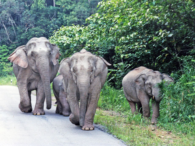éléphants sauvages au parc Khao Yai en Thailande